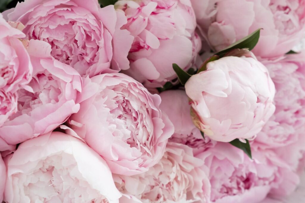 Il significato della peonia e perché questo fiore è molto amato