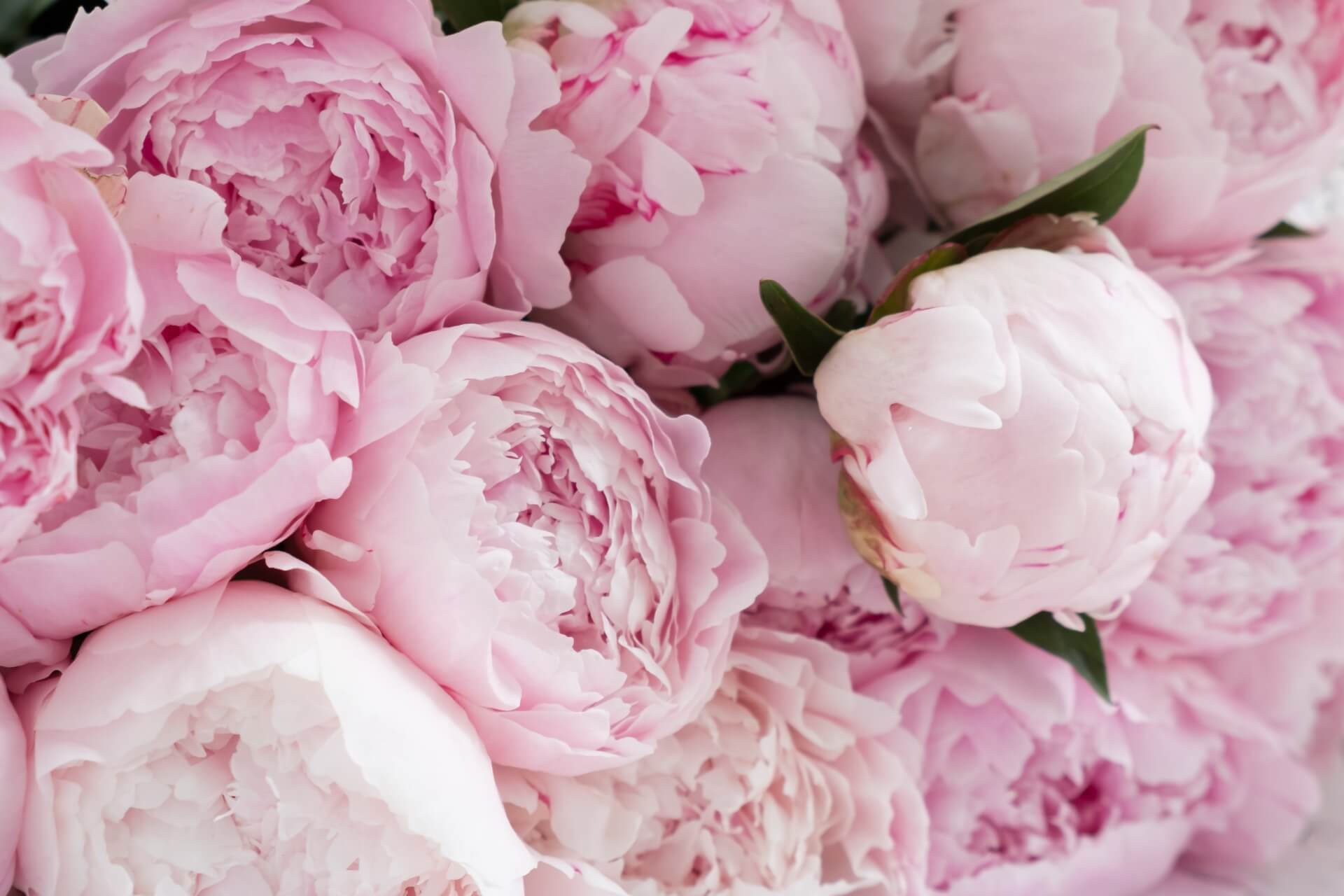 Il significato della peonia e perché questo fiore è molto amato